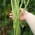 豆角青瓜苦瓜茄子香芋南瓜产地直销支持批发6月份上市