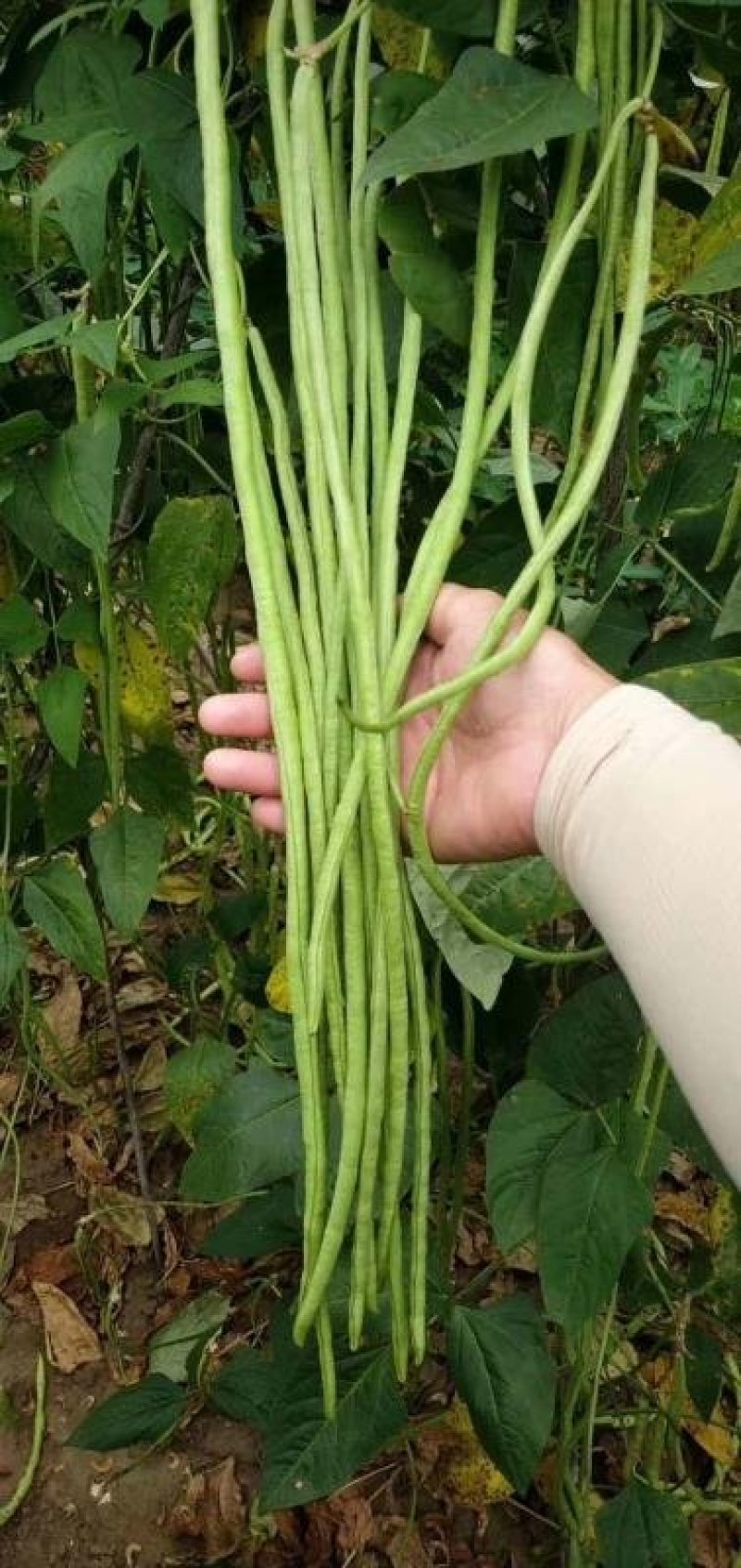 豆角青瓜苦瓜茄子香芋南瓜产地直销支持批发6月份上市