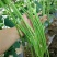 豆角青瓜苦瓜茄子香芋南瓜产地直销支持批发6月份上市