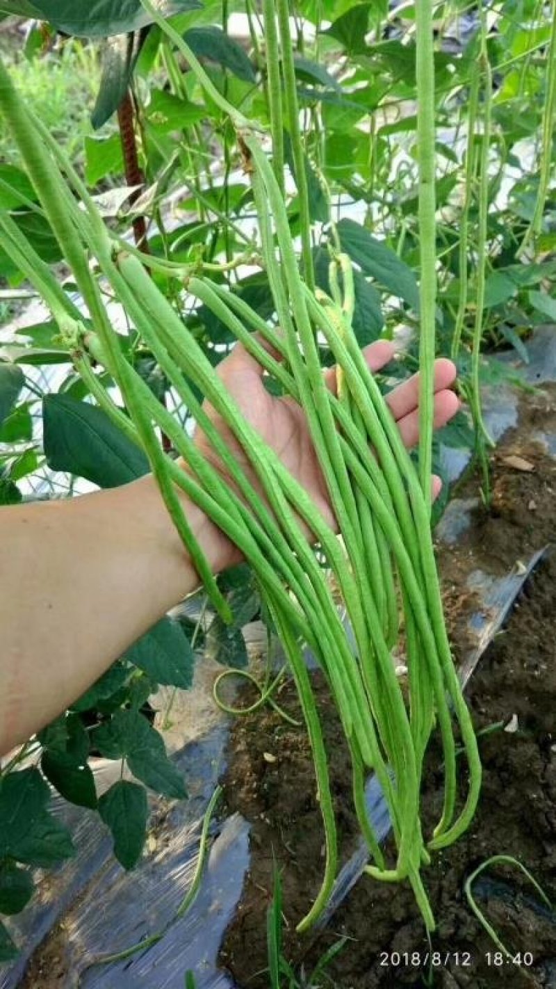 豆角青瓜苦瓜茄子香芋南瓜产地直销支持批发6月份上市