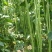 豆角青瓜苦瓜茄子香芋南瓜产地直销支持批发6月份上市