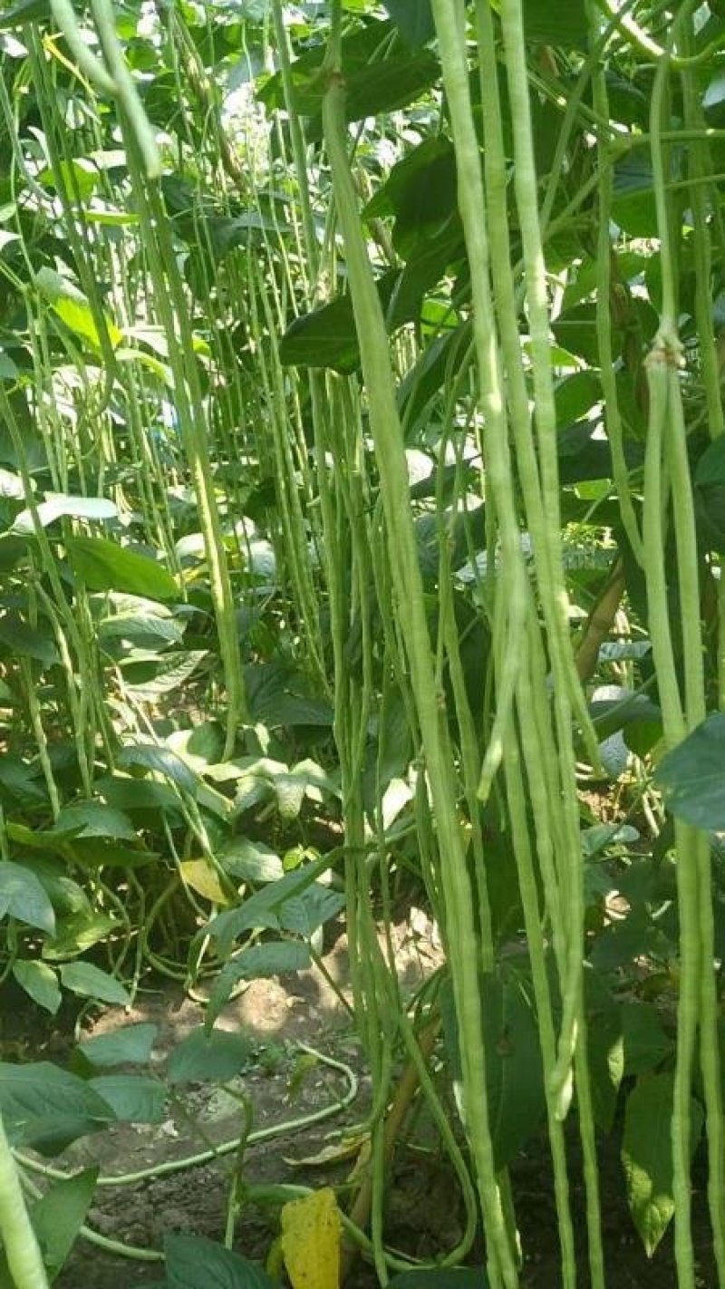 豆角青瓜苦瓜茄子香芋南瓜产地直销支持批发6月份上市
