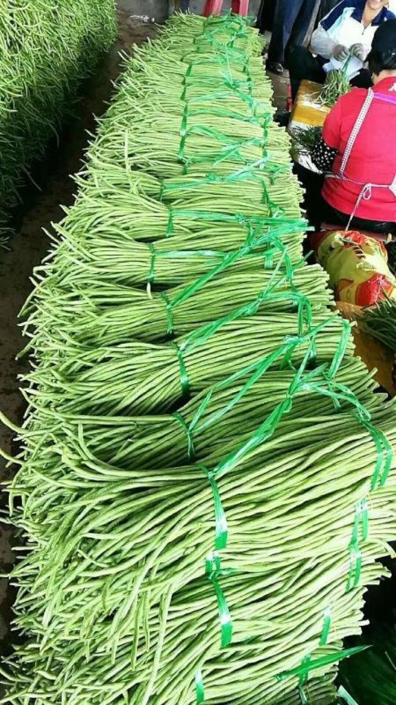 豆角青瓜苦瓜茄子香芋南瓜产地直销支持批发6月份上市
