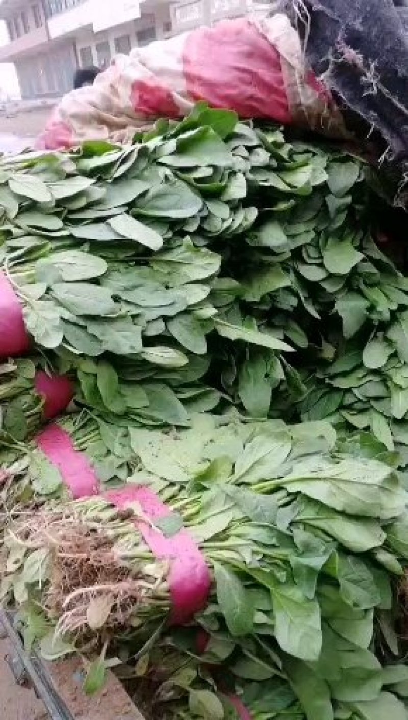 小叶菠菜质量精品价格美丽上货量较大