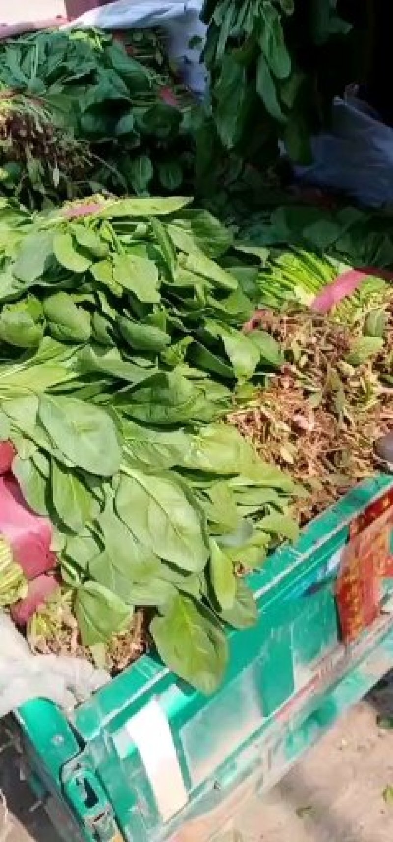 小叶菠菜质量精品价格美丽上货量较大