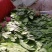 小叶菠菜质量精品价格美丽上货量较大