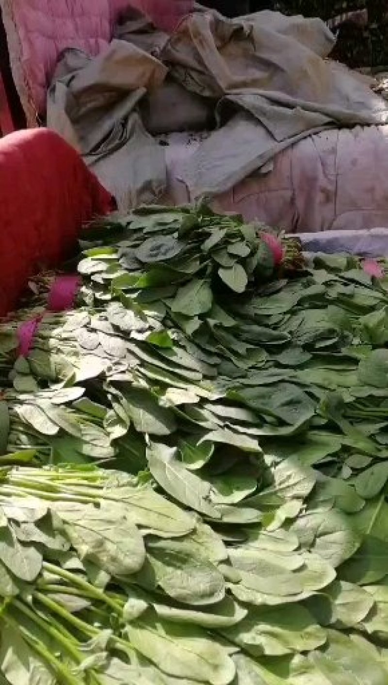 小叶菠菜质量精品价格美丽上货量较大