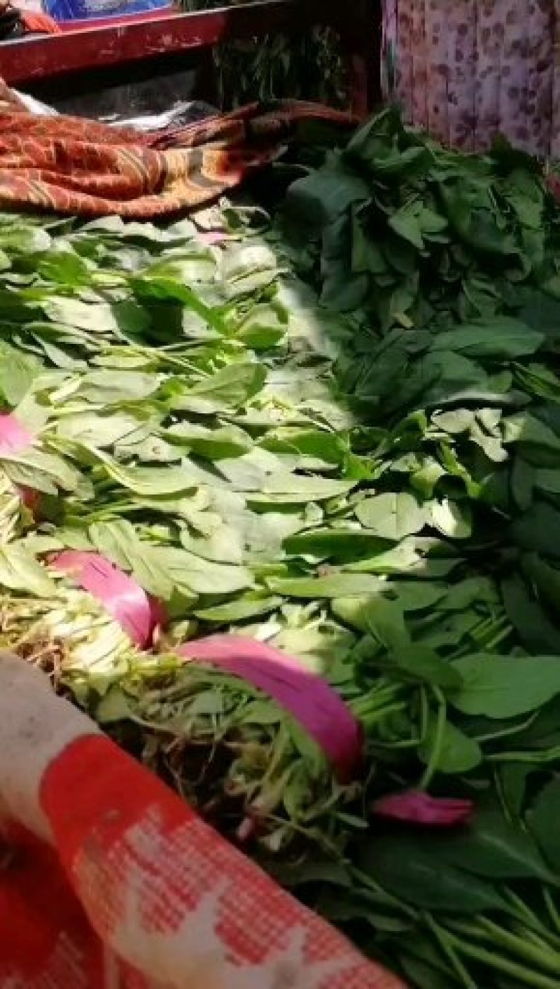 小叶菠菜质量精品价格美丽上货量较大