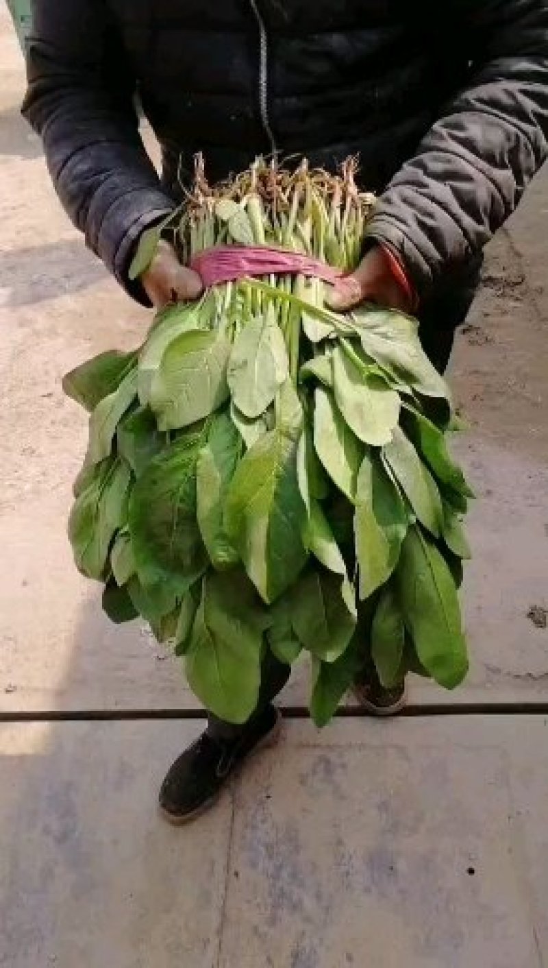 小叶菠菜质量精品价格美丽上货量较大