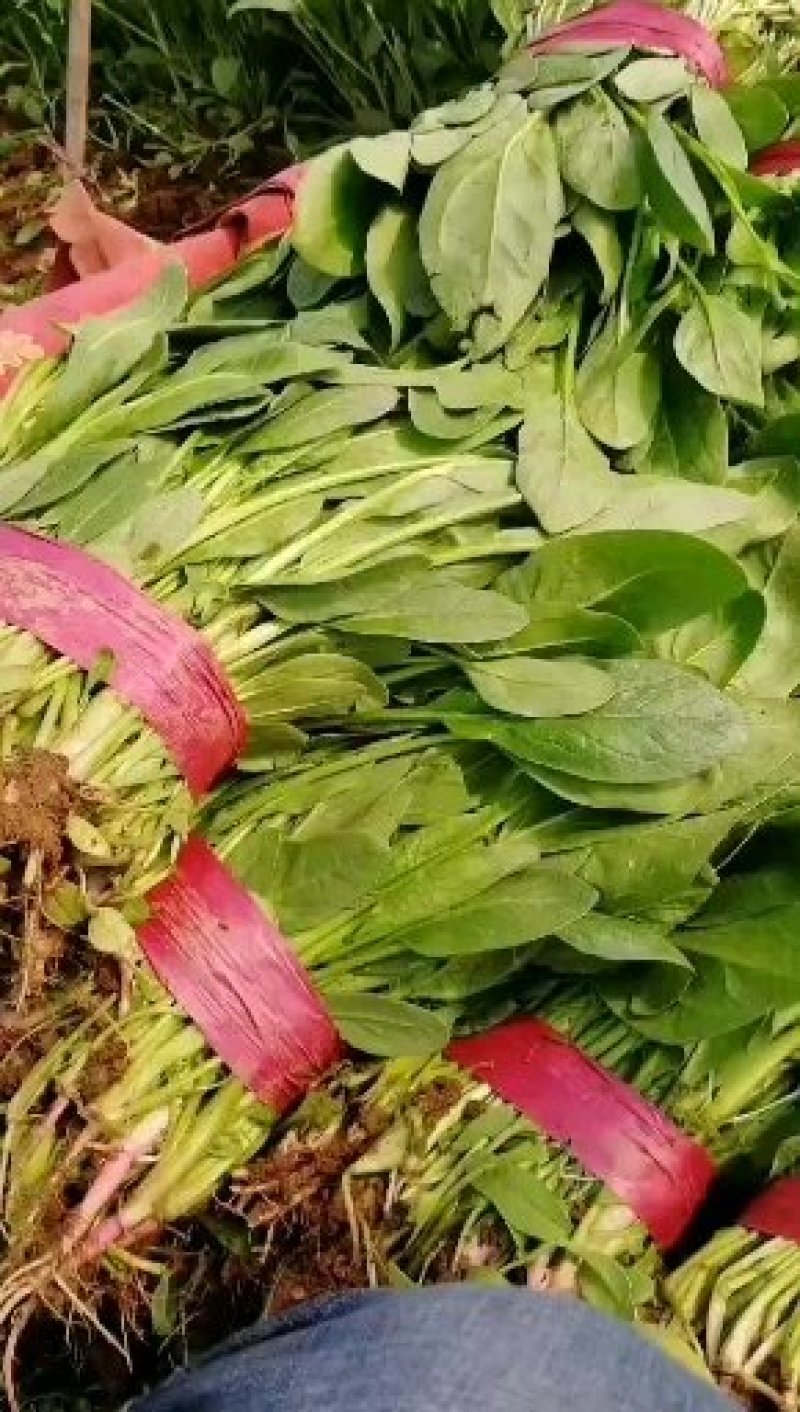 小叶菠菜质量精品价格美丽上货量较大