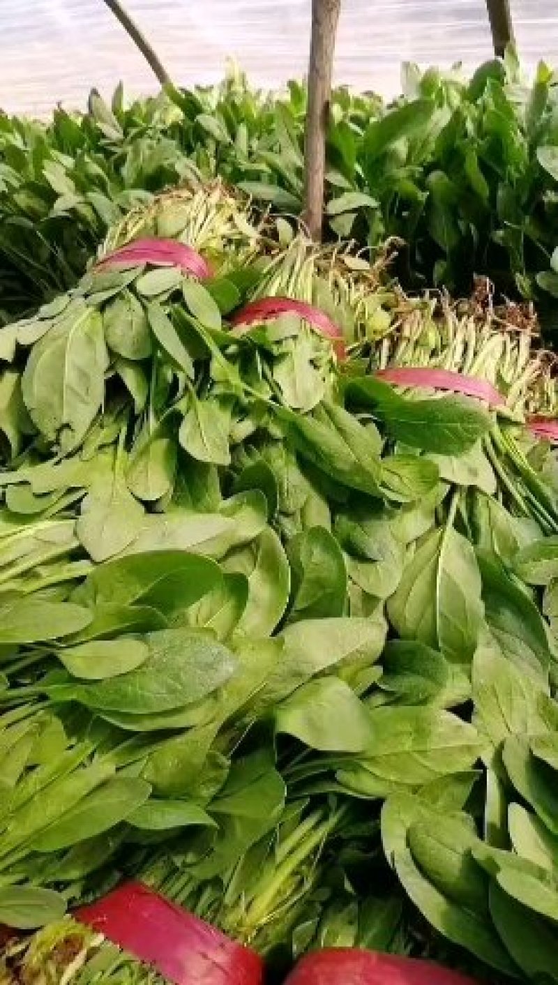 小叶菠菜质量精品价格美丽上货量较大