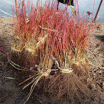 美国红枫小苗15-30公分高，80-1.5高大量