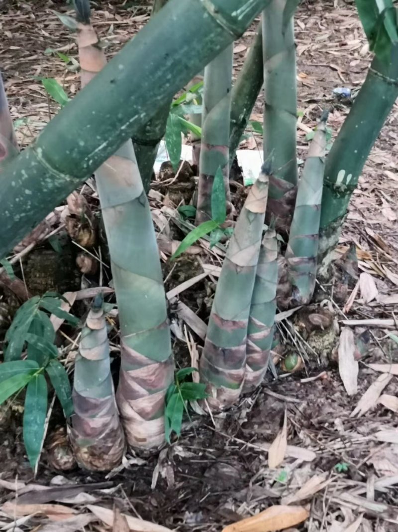 包邮试种麻竹笋苗产量超高。中国麻竹笋之乡，正宗西牛高产麻