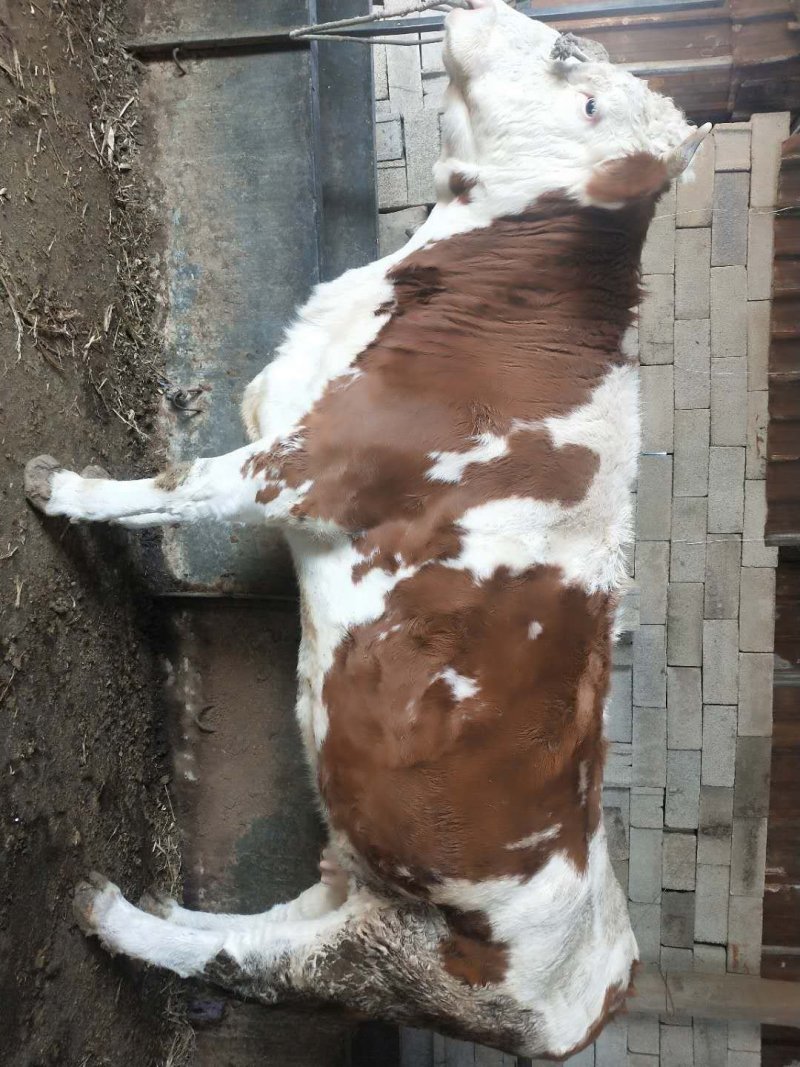 怀孕母牛，包怀孕，包踹牛犊体重1200-1400斤