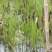 茭白苗两季湖北茭白大脆白嫩
