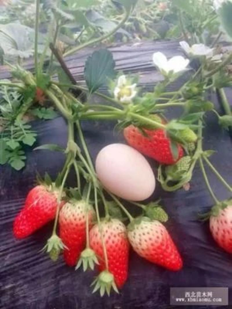 出售高产抗病性强，优质甜宝草莓苗