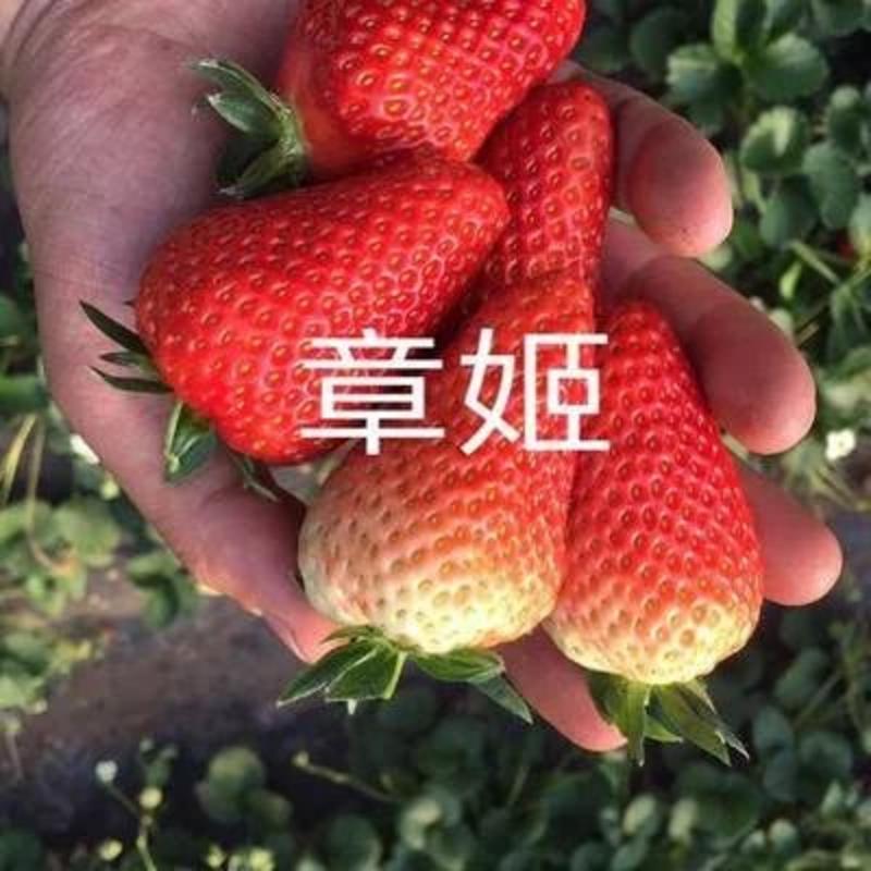 出售高产抗病性强，优质甜宝草莓苗
