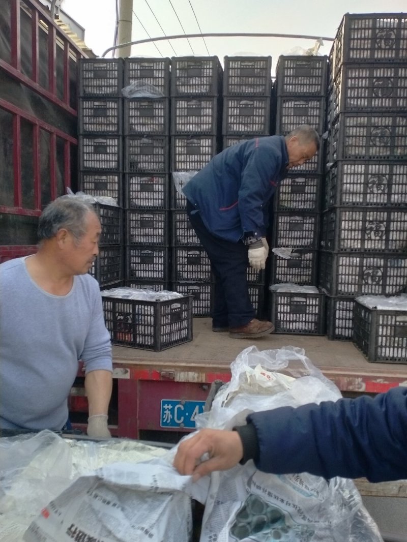 贵妃梨大量上市了适合各大市场和超市，