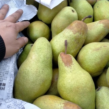 贵妃梨大量上市了适合各大市场和超市，