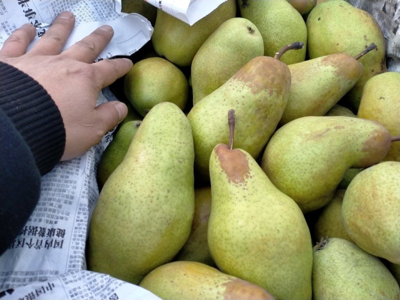 贵妃梨大量上市了适合各大市场和超市，