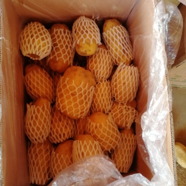 莱芜区库存土豆进入热销期，莱芜库存内蒙土豆