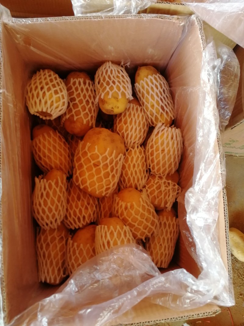 莱芜区库存土豆进入热销期，莱芜库存内蒙土豆