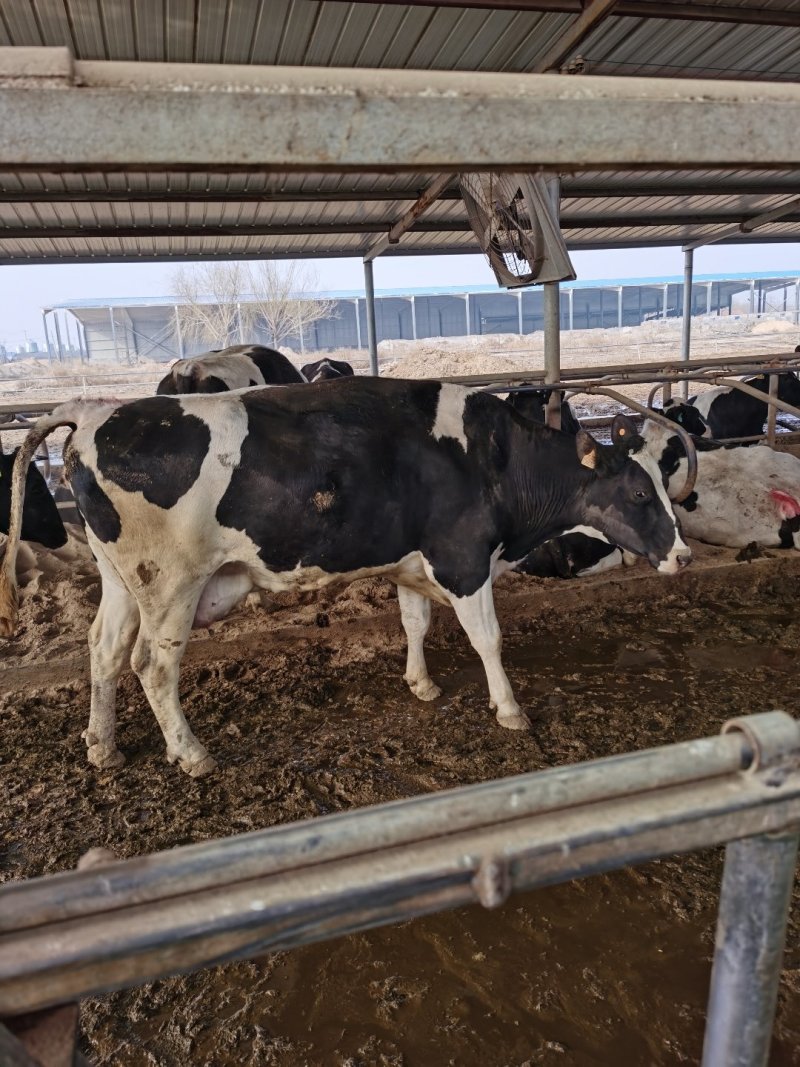 淘汰奶牛600~800kg