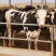 淘汰奶牛600~800kg