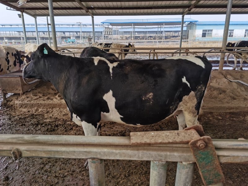 淘汰奶牛600~800kg