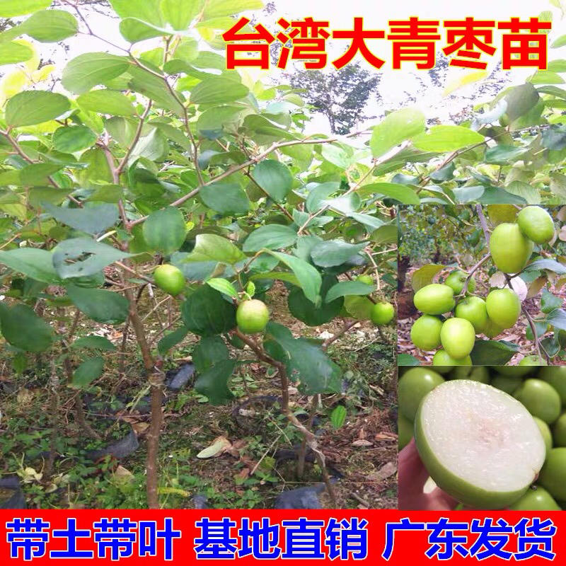 青枣苗，正宗台湾脆密枣，营养小杯，中杯，