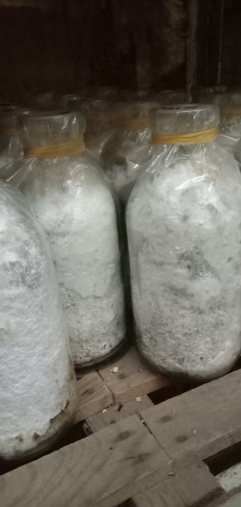 白参菌菌种母种原种