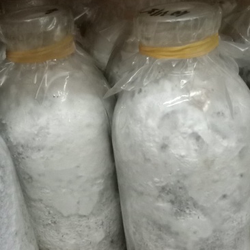 白参菌菌种母种原种