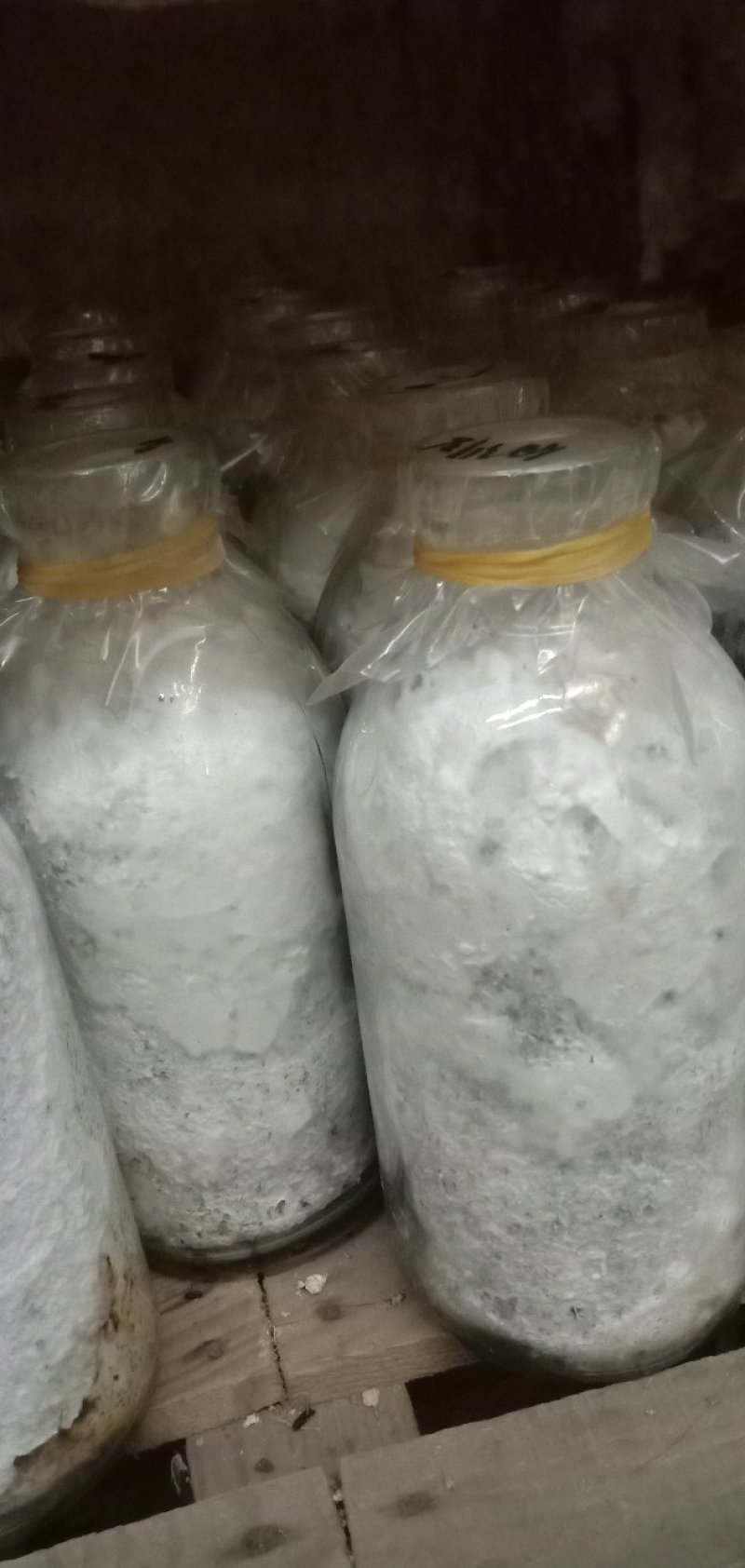 白参菌菌种母种原种