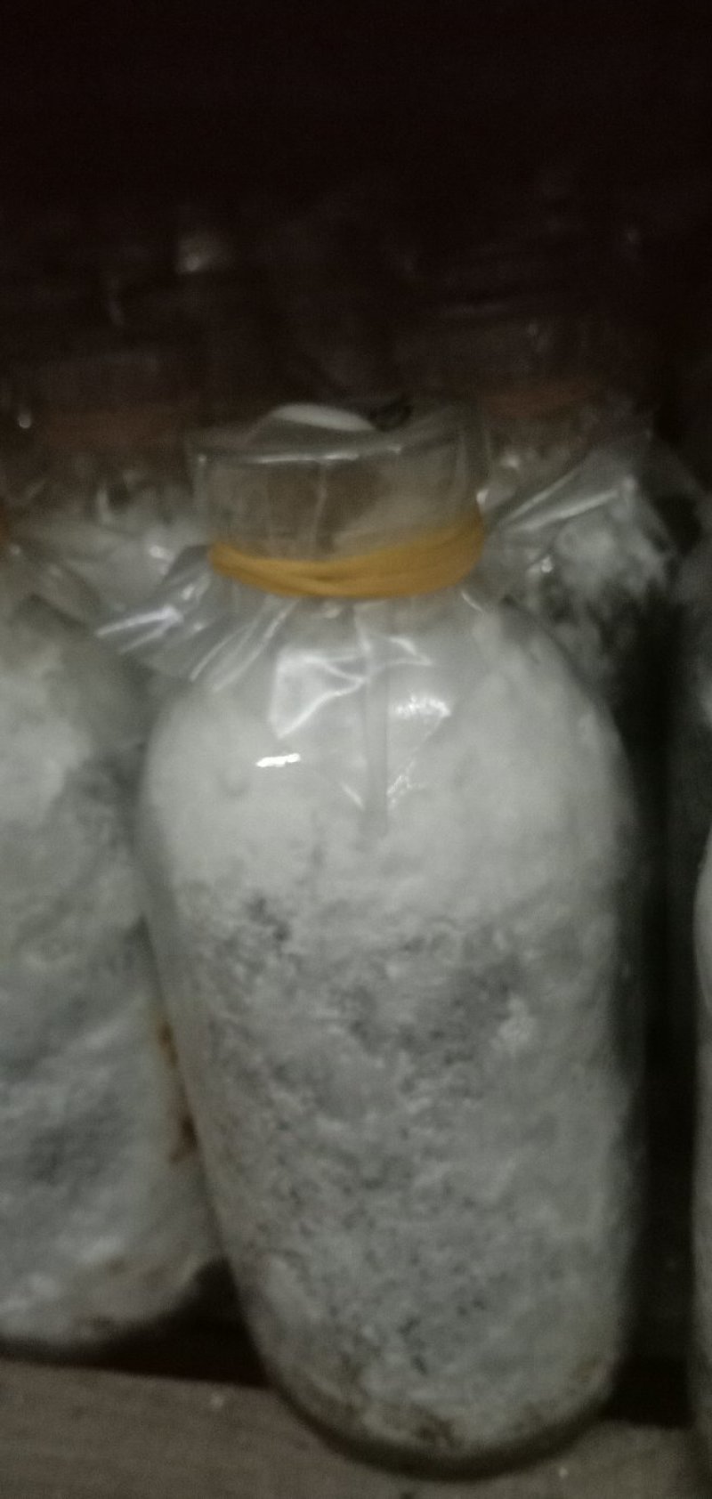 白参菌菌种母种原种