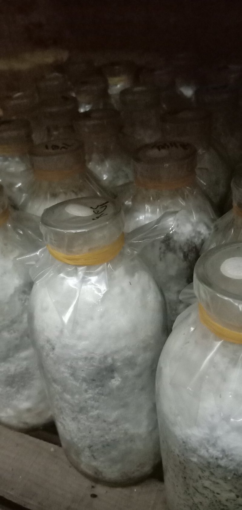 白参菌菌种母种原种