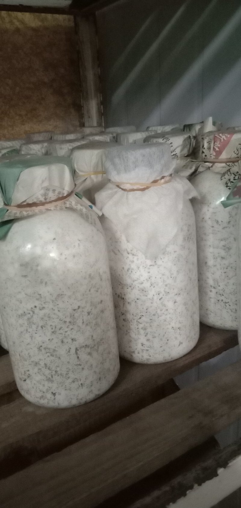 白参菌菌种母种原种