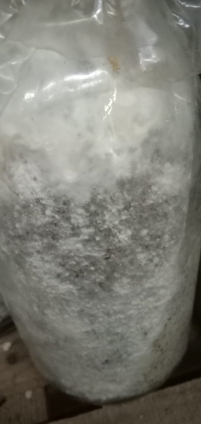 白参菌菌种母种原种