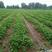 济南甜宝优质草莓苗，成活率高产量高