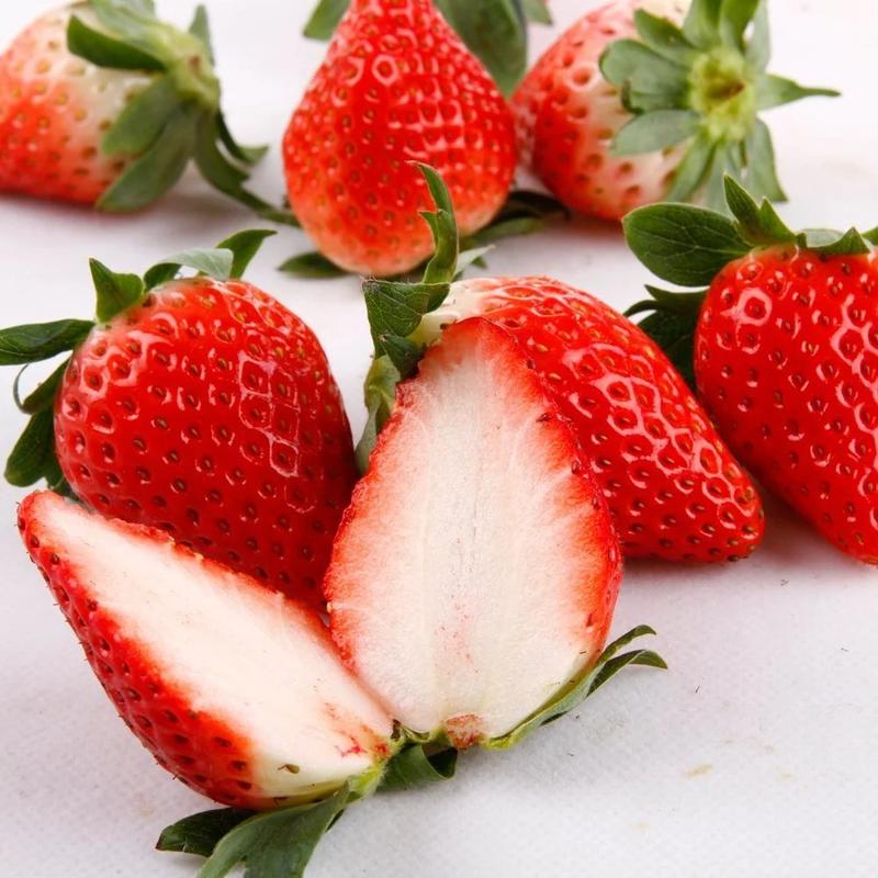 济南甜宝优质草莓苗，成活率高产量高