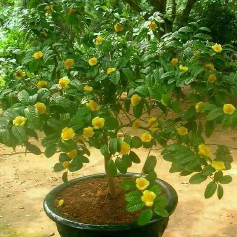 金花茶苗，专业种植金花茶苗。品茶花