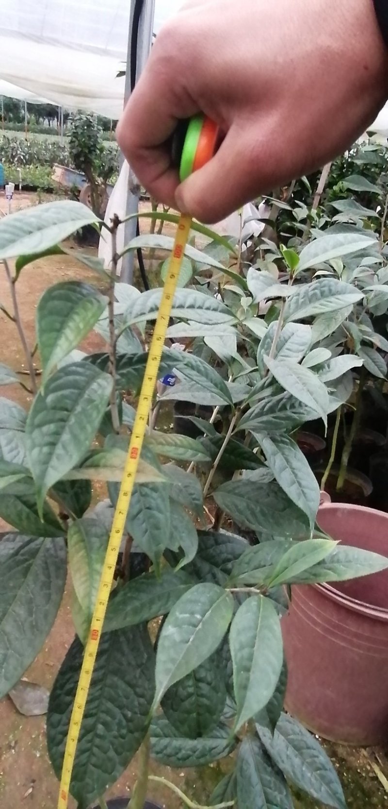 金花茶苗，专业种植金花茶苗。品茶花