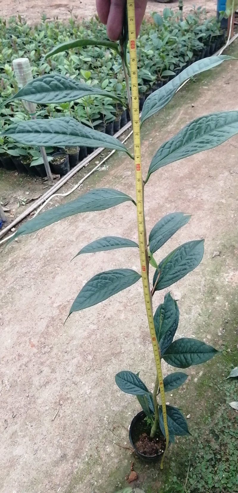 金花茶苗，专业种植金花茶苗。品茶花