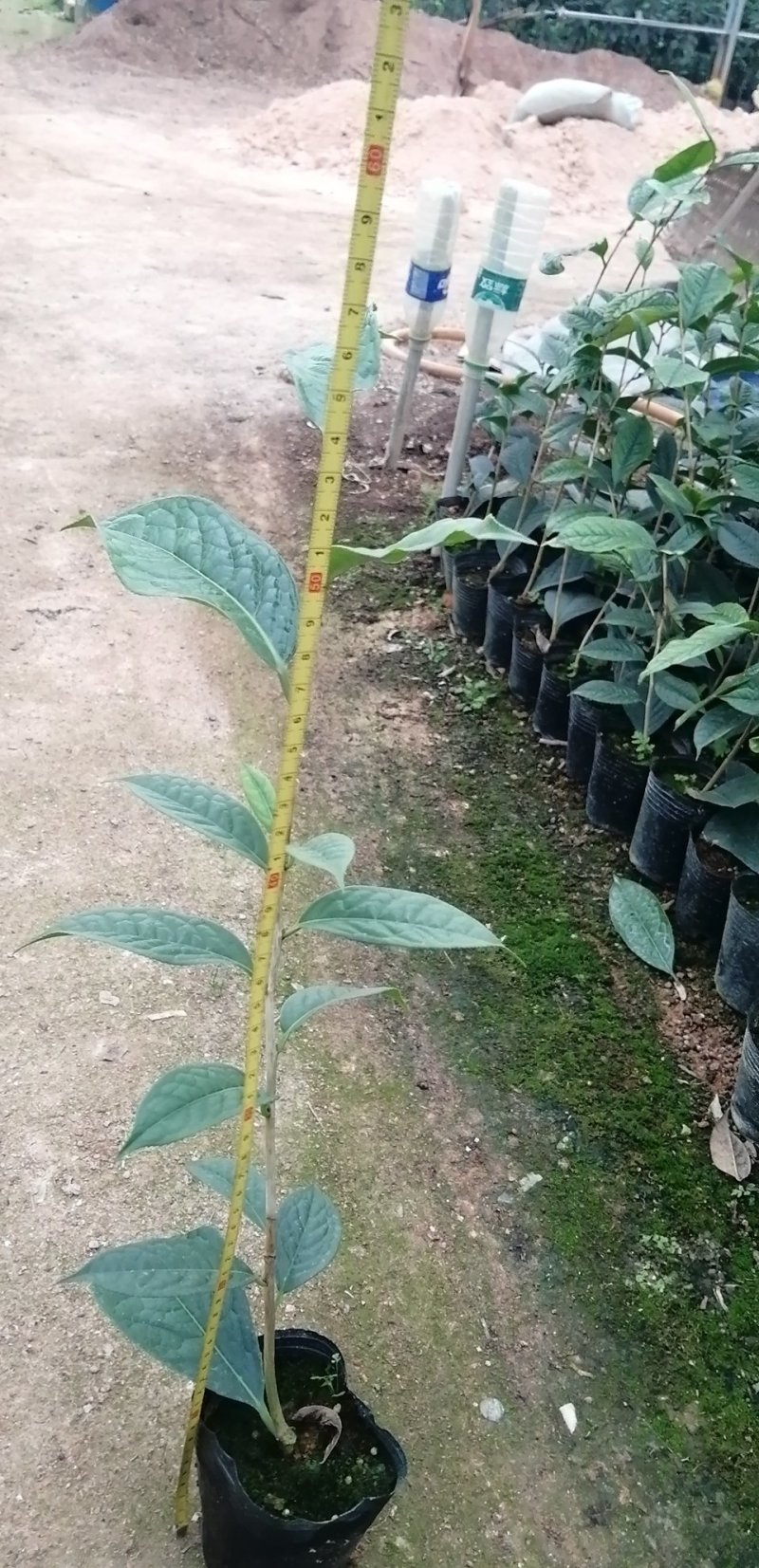 金花茶苗，专业种植金花茶苗。品茶花