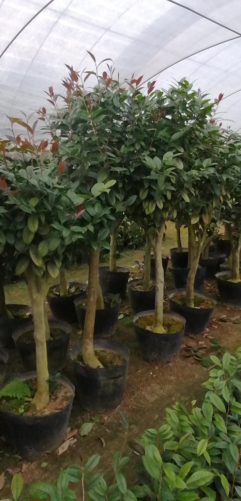 金花茶苗，专业种植金花茶苗。品茶花