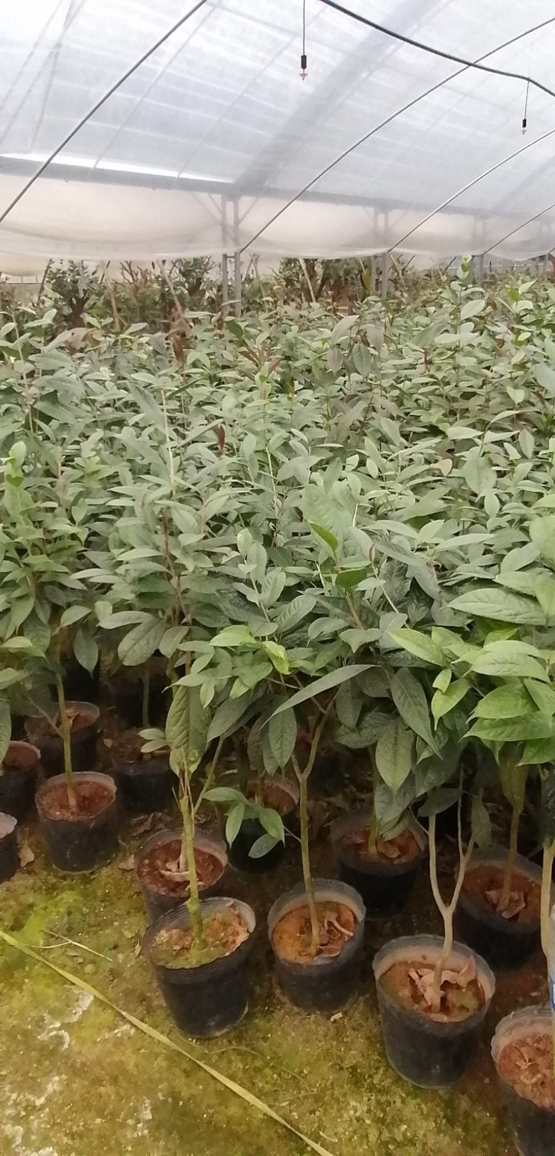 金花茶苗，专业种植金花茶苗。品茶花