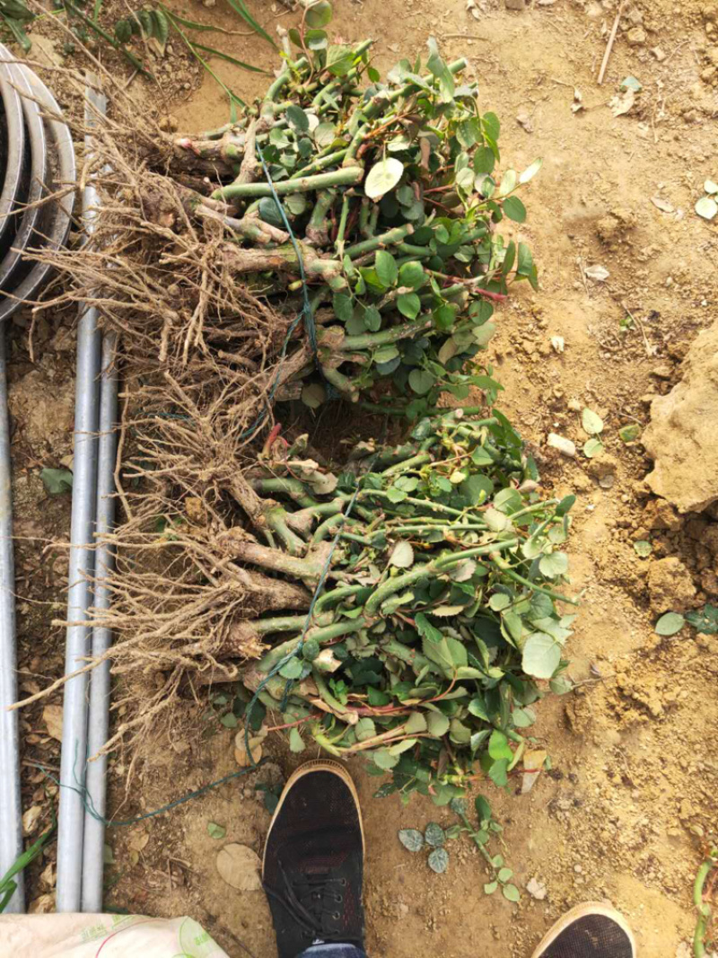 大花玫瑰月季老桩苗基地现挖现发颜色质量保证