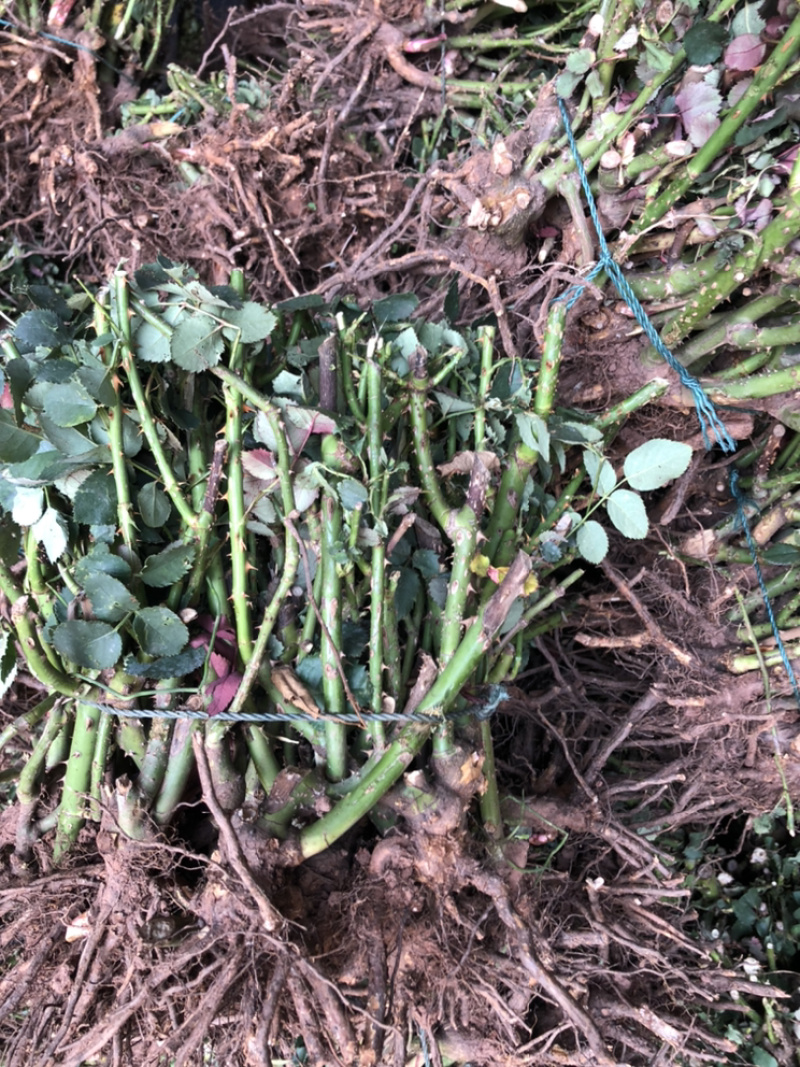 大花玫瑰月季老桩苗基地现挖现发颜色质量保证