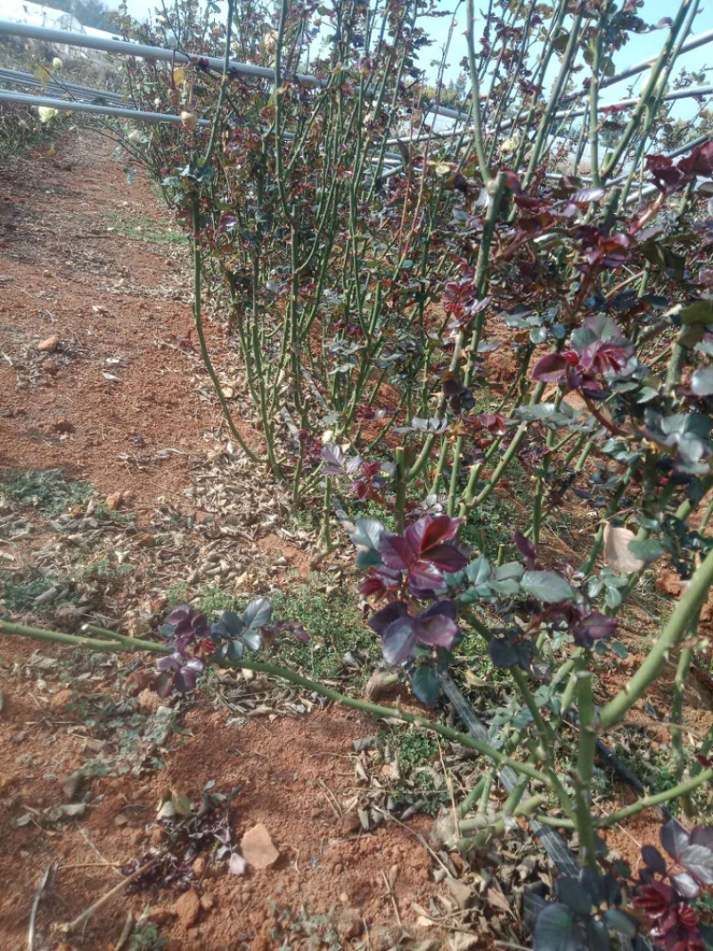 大花玫瑰月季老桩苗基地现挖现发颜色质量保证
