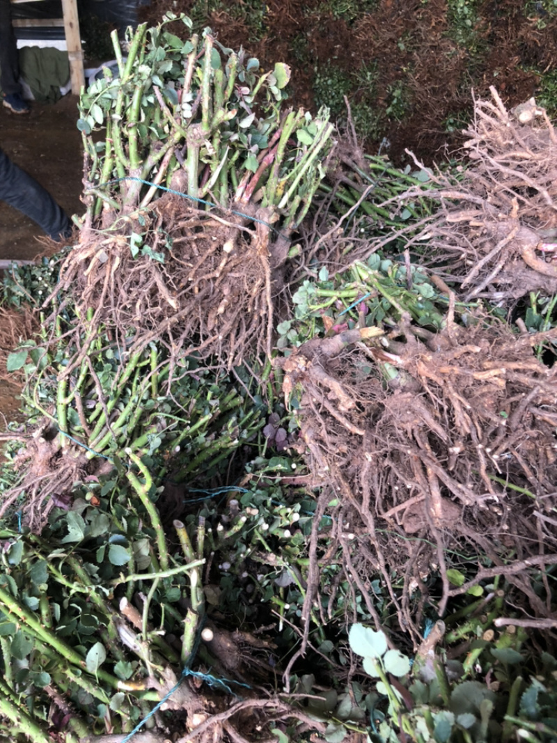 大花玫瑰月季老桩苗基地现挖现发颜色质量保证