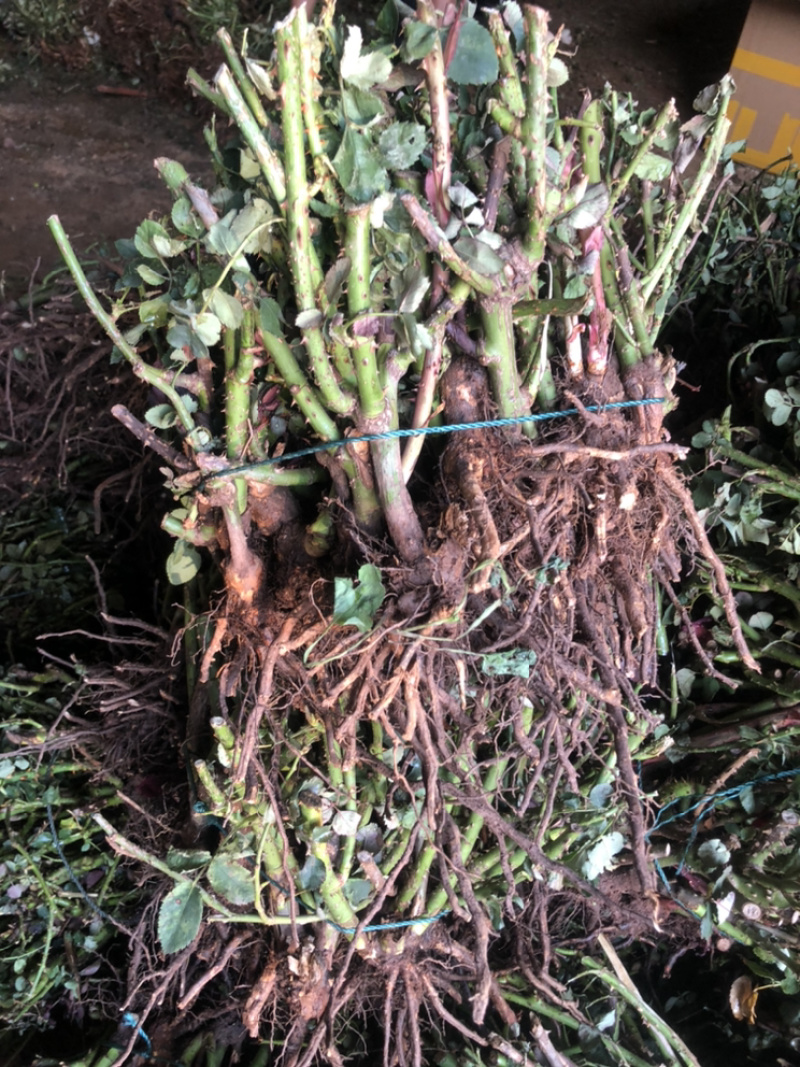 大花玫瑰月季老桩苗基地现挖现发颜色质量保证